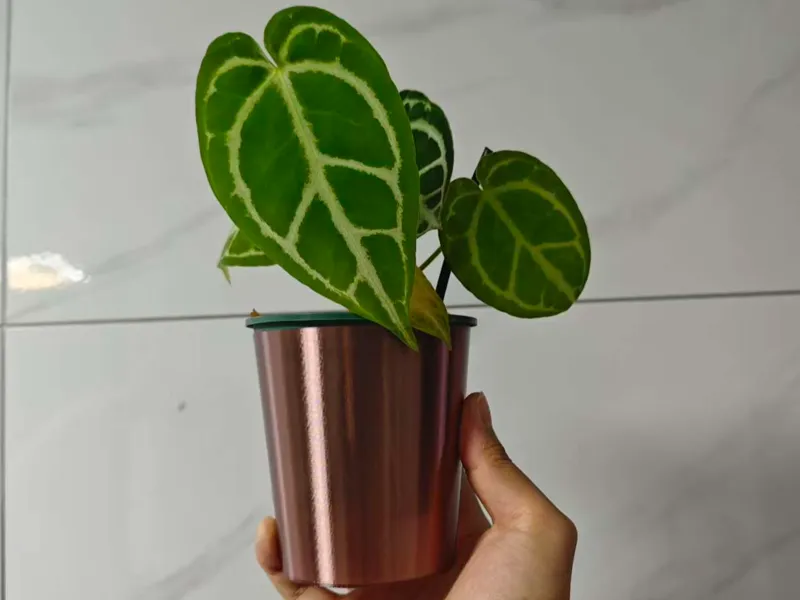 10cm口径青山盆热植套盆