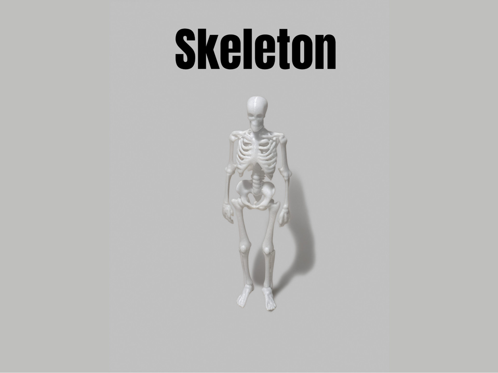 Skeleton