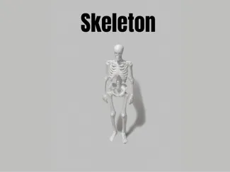 Skeleton