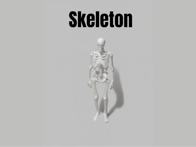Skeleton