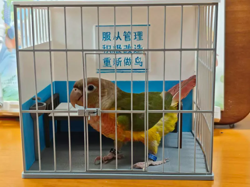 鹦鹉笼子 监狱模型造景