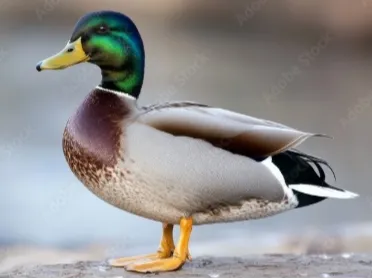 canard