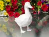 low poly duck