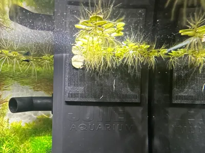 Shrimp Guard for Juwel Bioflow Super