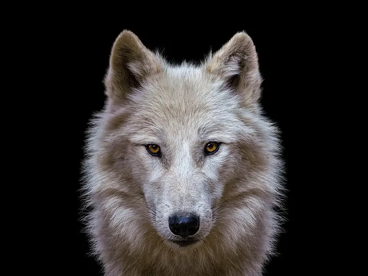 Wolf HueForge