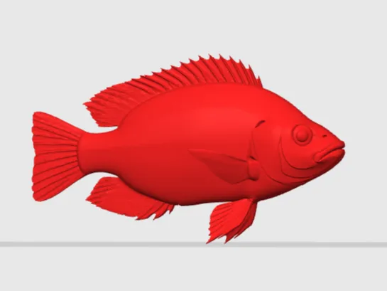 Nile Tilapia (Oreochromis niloticus)