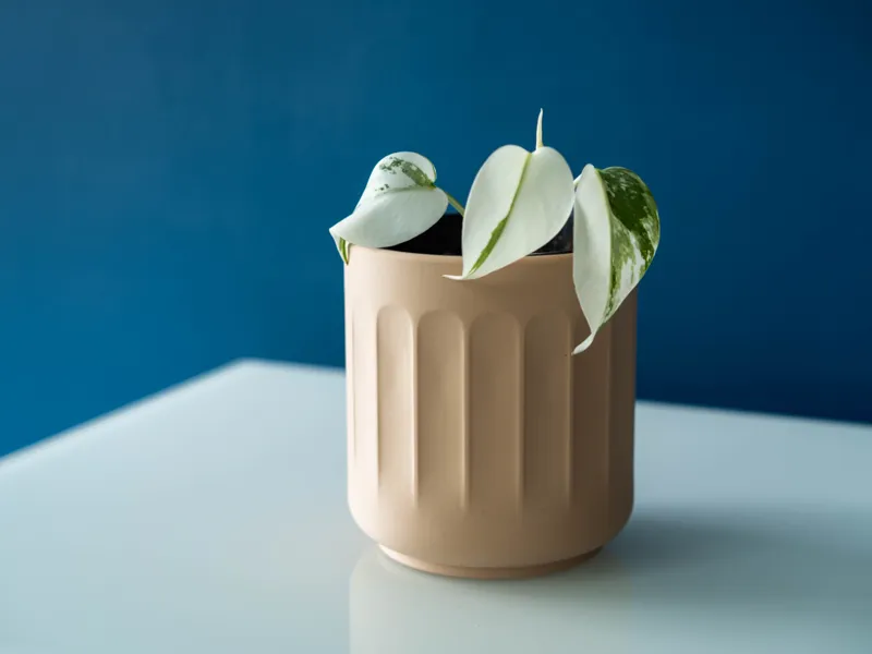 Carved Clay Plant Pot