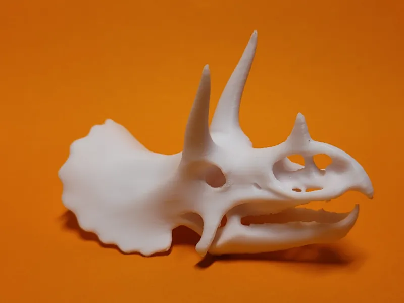 Triceratops Skelett Schädel