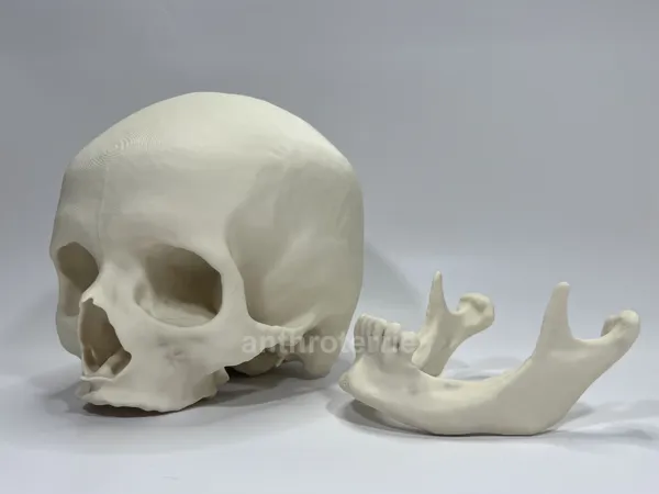 https://makerworld.bblmw.com/makerworld/model/USa62eb9323fb77/design/2025-11-06_32ec036efa09e8.jpg