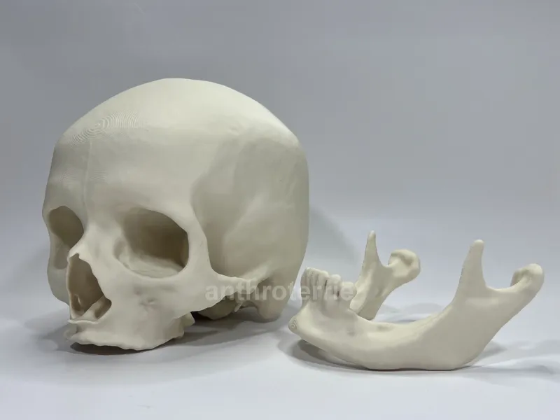 Visible Human Female Cranium and Mandible