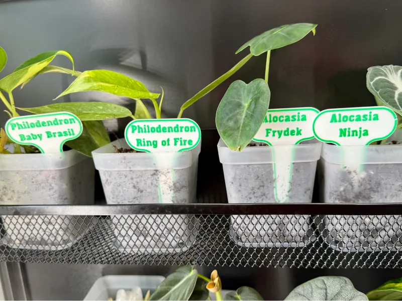Multicolor Plant Tags