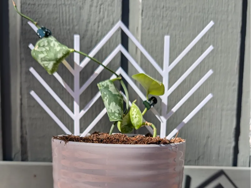 Wavy Trellis plant supporter