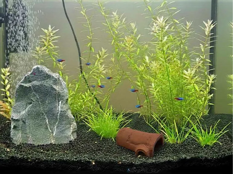 Aquarium trunk decor