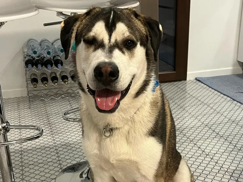 Cane meticcio Husky creato con AI (by GR33N)