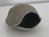Abri façon carapace pour araignée sauteuse — photo 2