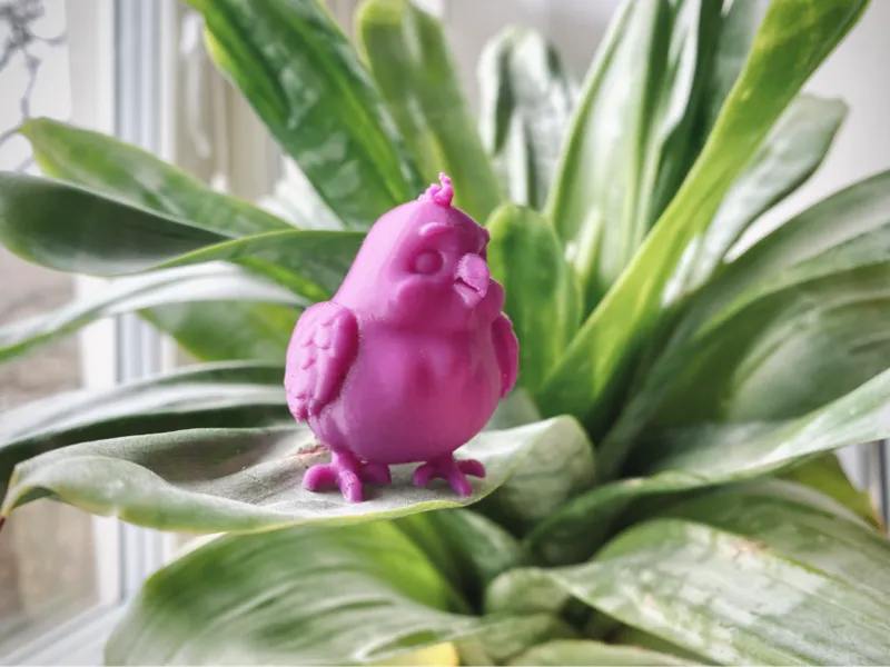 Chubby Parrot