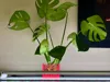 PETG 0.2mm Adaptive Layers — No Supports