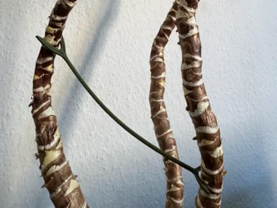 Plant Doublesupport