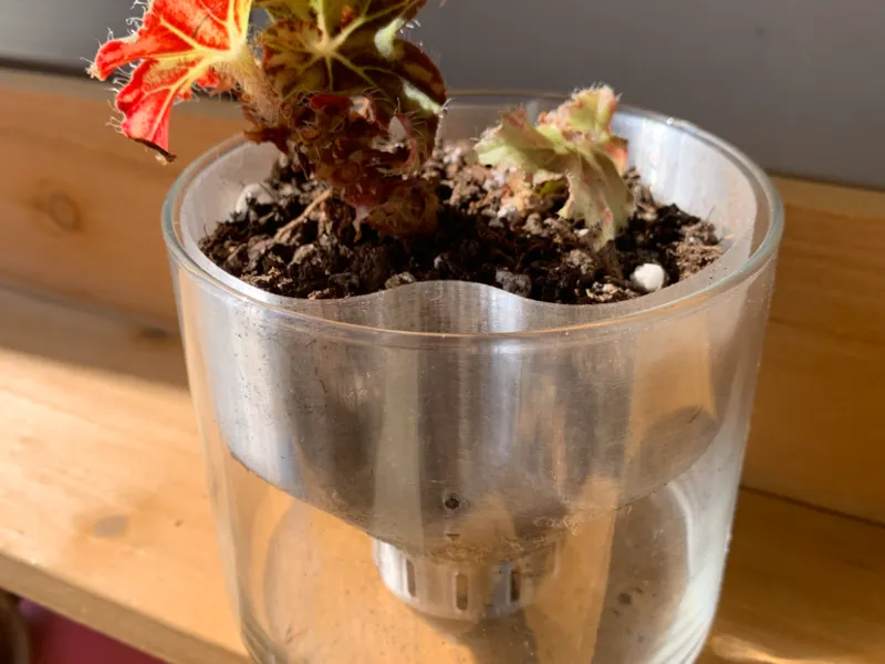 Self Watering Plnt Insert for Candle Holder
