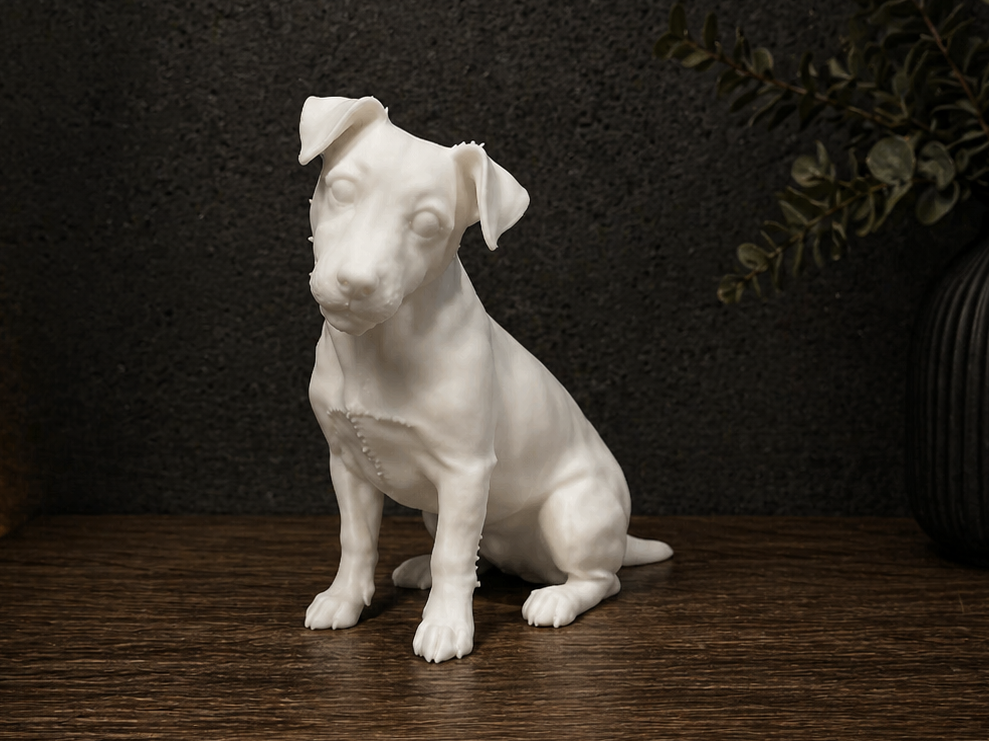 Jack Russell Terrier - Animal - Dog 