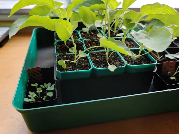 Petit pot de démarrage à arrosage automatique
