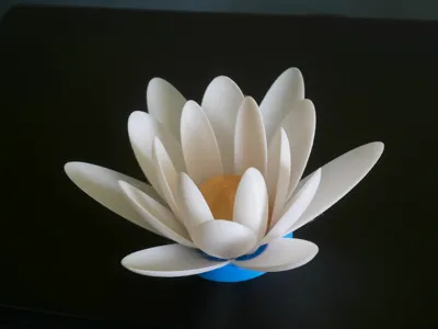 Water lily