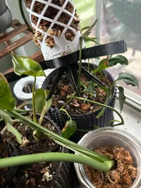 Système modulaire de tuteur en mousse pour plantes — photo 4