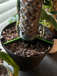 Système modulaire de tuteur en mousse pour plantes — photo 5