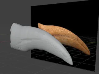 Spinosaurus Aegyptiacus Claw Lifesize Dino Fossil