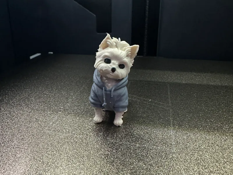Cute Yorkshire Terrier In Hoodie