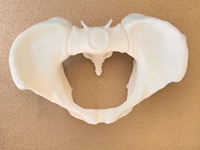 Female Pelvis (20 cm)