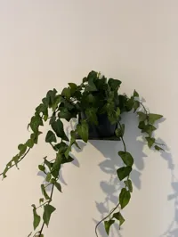 Étagère murale adhésive pour plantes — photo 3