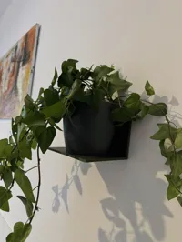 Étagère murale adhésive pour plantes — photo 4
