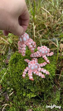 Baby Egg Octopus