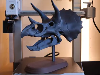 Realistic Triceratops Skull Articulated Jaw