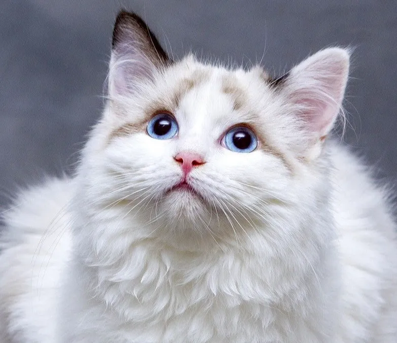 Cat picture