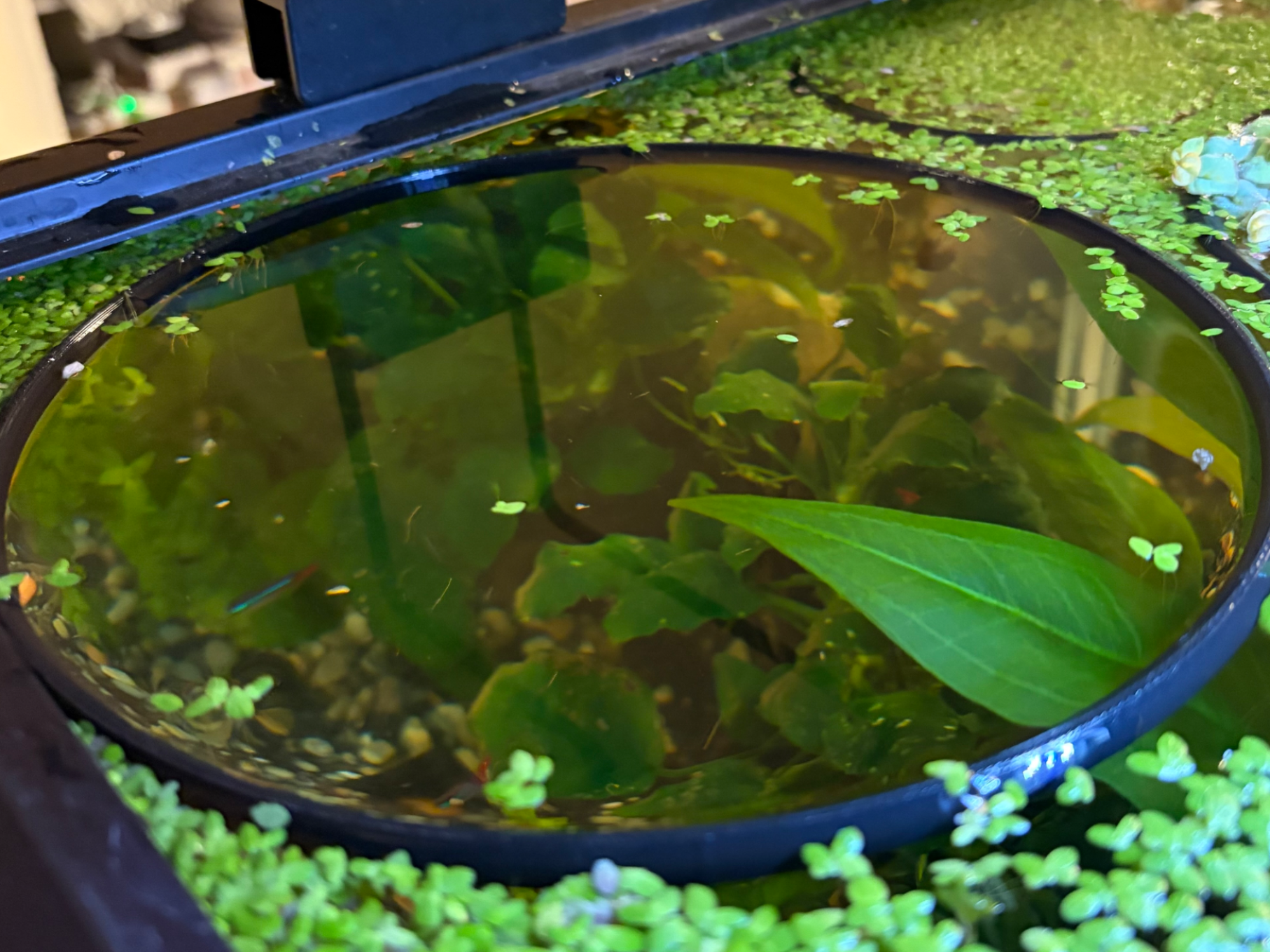 Floating Aquarium Feeding Ring / Plant Corral 