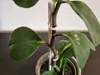 Plant Support | Two Rod Sizes | Three Hook Sizes