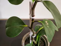 Plant Support | Two Rod Sizes | Three Hook Sizes