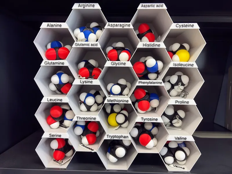 Shelf for 20 Amino Acid Molfidgets Collection