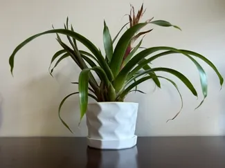 Modern Twisty Plant Pot
