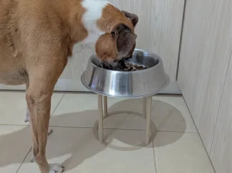 Dog Bowl Riser