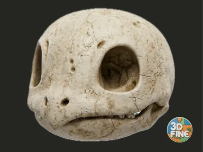 Fossilized Squirtle Skull Collectible