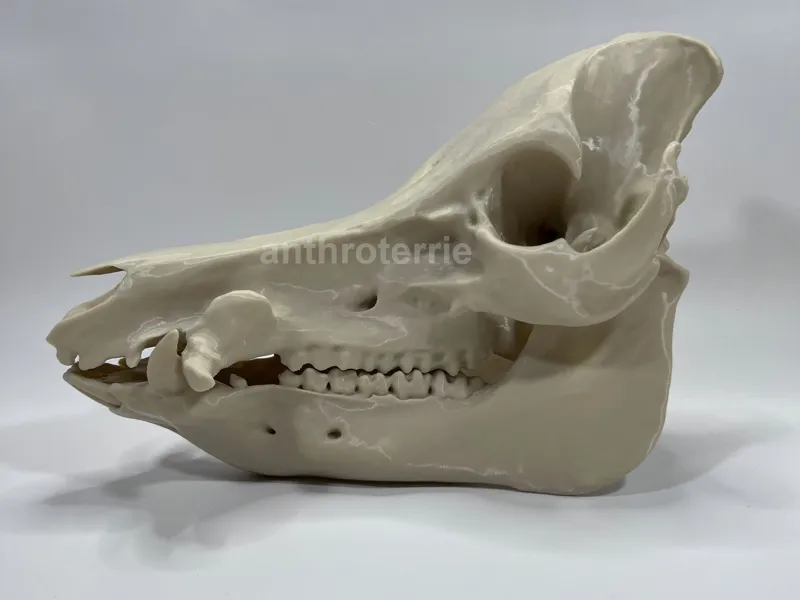 Mini Pig Cranium and Mandible