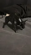 fast and strong bull
