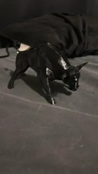 fast and strong bull