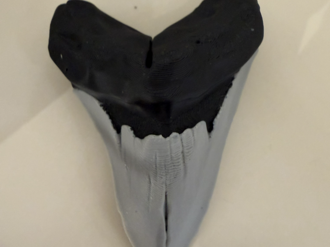 Megalodon Tooth