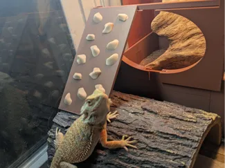 Lizard Rock Climbing Wall