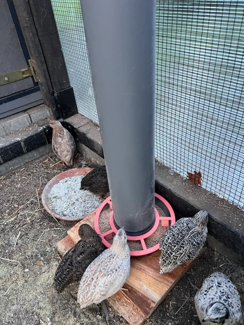 Futterstation für Wachten / Hühner 