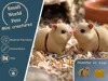 Hamster